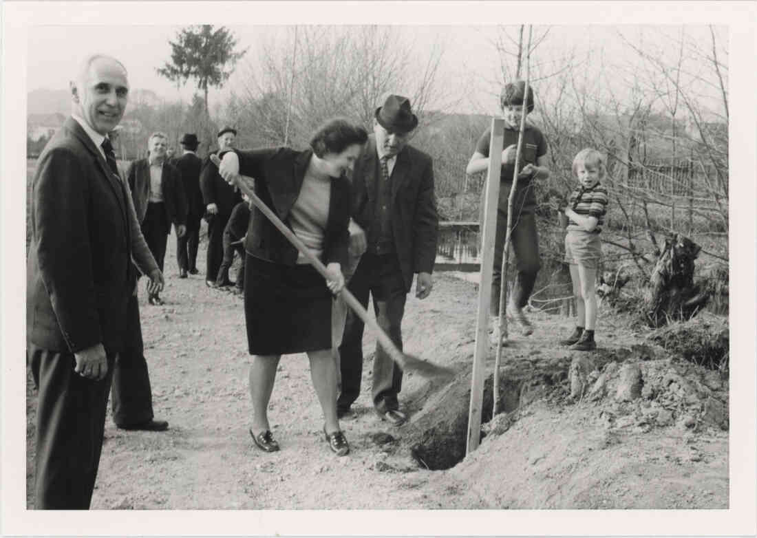 Mühlbach Promenade Birkenbaumpflanzung am 23.03.1974, von dem Verschönerungsverein Stegersbach, Bild 2