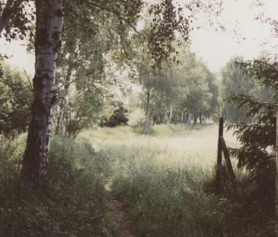 Mühlbach Promenade Birkenbaumpflanzung von dem Verchönerungsverein Stegersbach. Die Birken am Mühlbach am 30. Mai 1995  mit Blick nach Süden. Bild 8