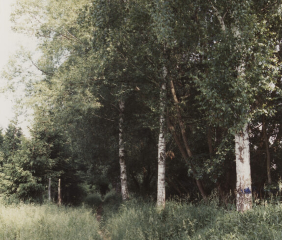 Mühlbach Promenade Birkenbaumpflanzung von dem Verchönerungsverein Stegersbach. Die Birken am Mühlbach am 30. Mai 1995  mit Blick nach Norden. Bild 7